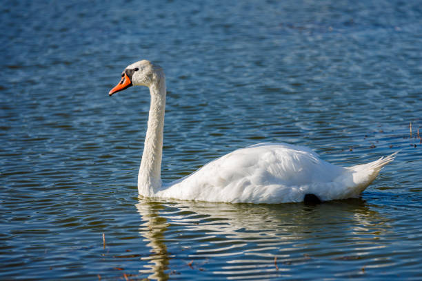 istock The swan on the water 1421910113