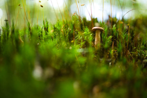 Mushroom in the forest