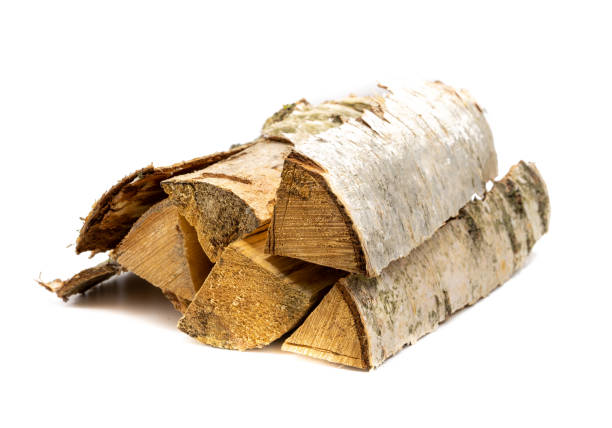 Birch wood isolated on white background