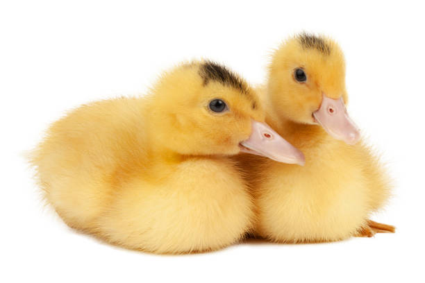 istock Two yellow ducklings are sitting on a white background, close-up. 1421916278