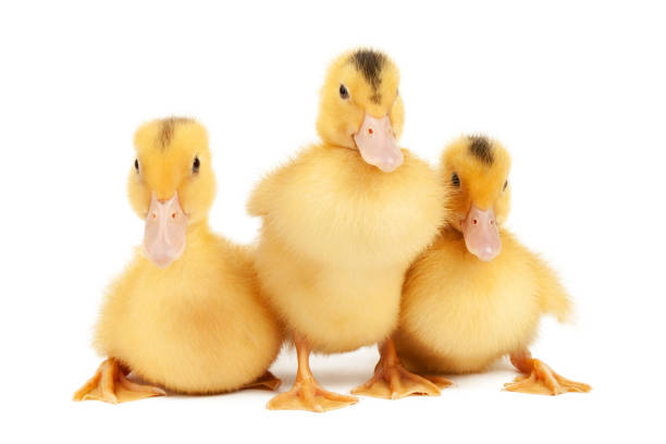 istock Three newborn ducklings on a white background, close-up. 1421916279