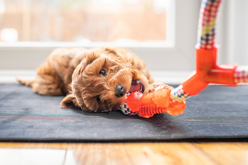 A cute little puppy is playing and chewing on a toy