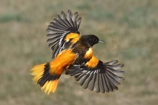 istock Baltimore Oriole in flight with spread wings 1421917120