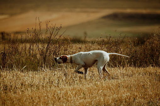 hunting dog looking for bird