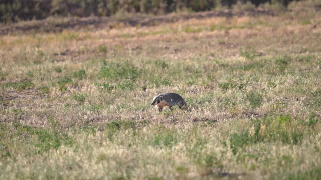 North American Badger running through field and stopping