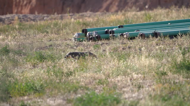 Badger running through field during the summer in Utah