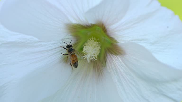 Bee flying in and landing on hollyhock flower