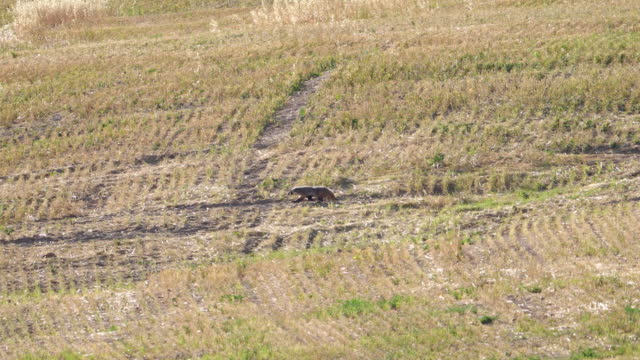 North American Badger moving through farm field in Utah