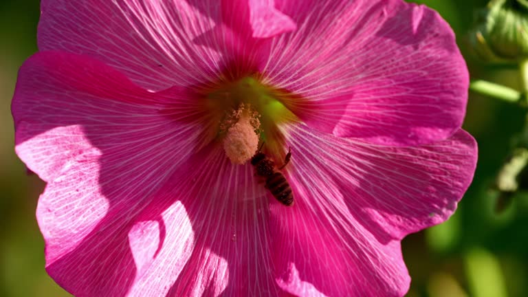 Bee collecting pollen on pink hollyhock flower