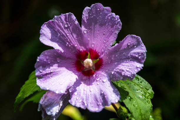 Hibiscus syriacus is a species of flowering plant in the mallow family. Selective focus Flower