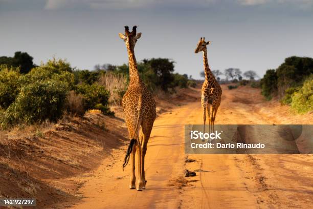 Giraffe Casual Encounters Stock Photo - Download Image Now - Tsavo West National Park, Amboseli National Park, Animal