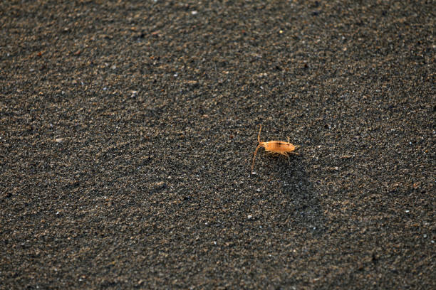 Beach flea on a beach in Brittany Bretagne