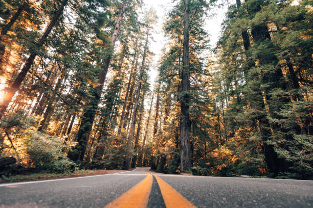 istock redwood forest on the road 1421931220