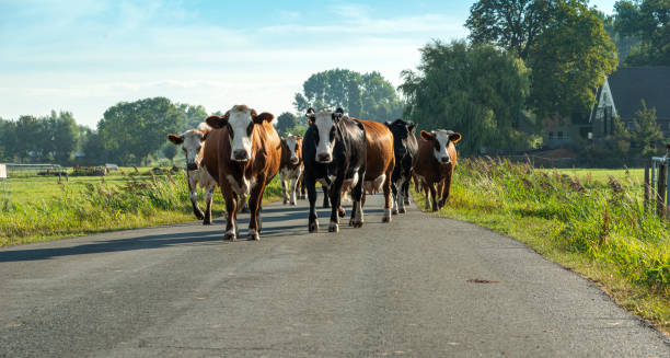 istock Herd of Dutch Red cows walking freely on small road 1421932028