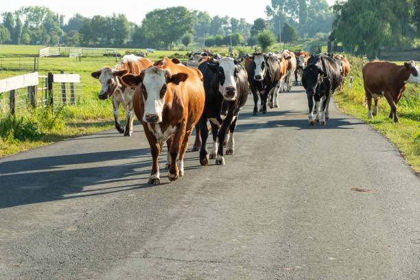Herd of Dutch Red cows walking freely on a small road in the countryside.