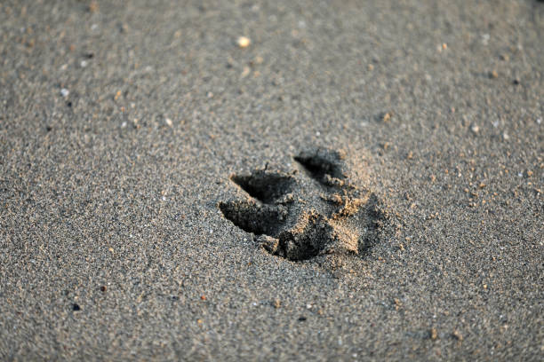 istock Dog paw claw in the sand 1421932843