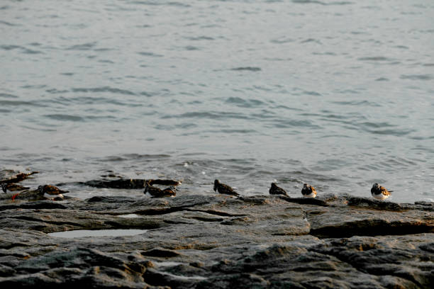 Birds on the coast of Brittany on a rock