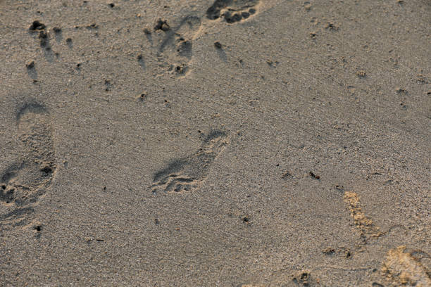 istock Footprint in the sand sandy beach 1421933479