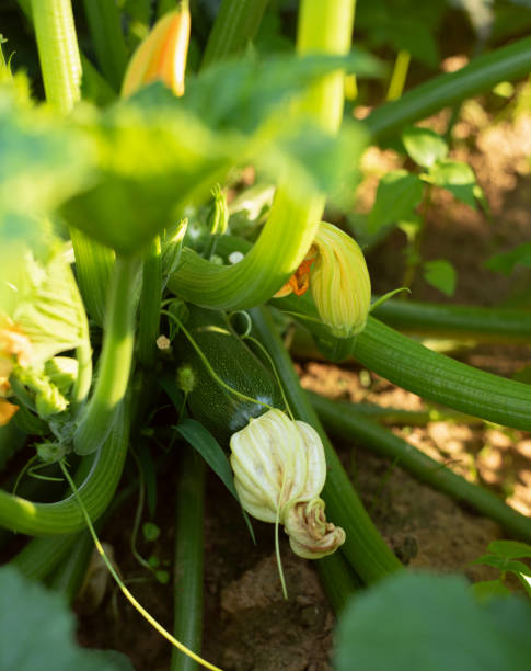 istock Marrow squash grows on the garden bed 1421937189