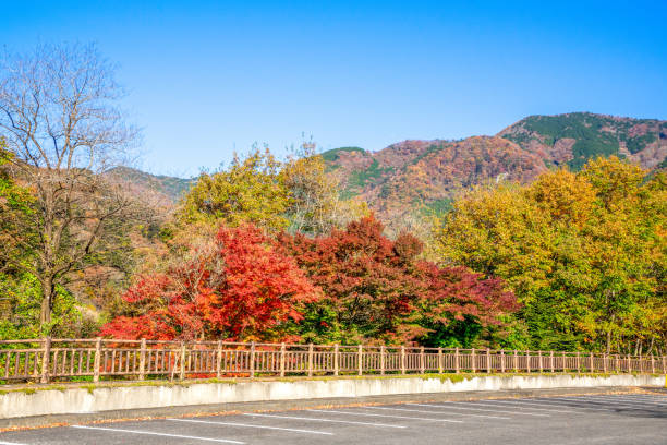istock Autumn maple leaves, Japanese nature scene 1421939895