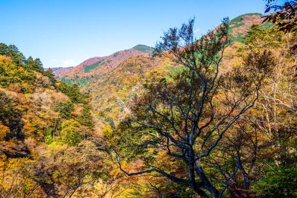istock Autumn maple leaves, Japanese nature scene 1421939902