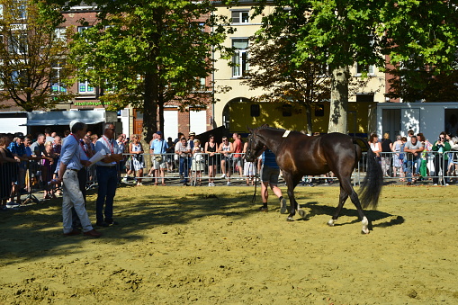 Leuven, Flemish-Brabant, Belgium - September 05, 2022: owner presents beautiful brown horse n° 54 to the jury. A winner horse gets higher sales prices on the livestock market
