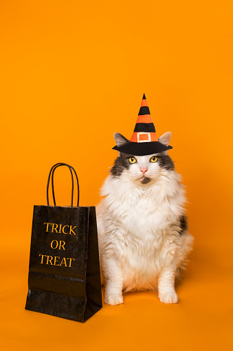 An adorable white cat in a witch hat with a trick or treat bag on an orange background.