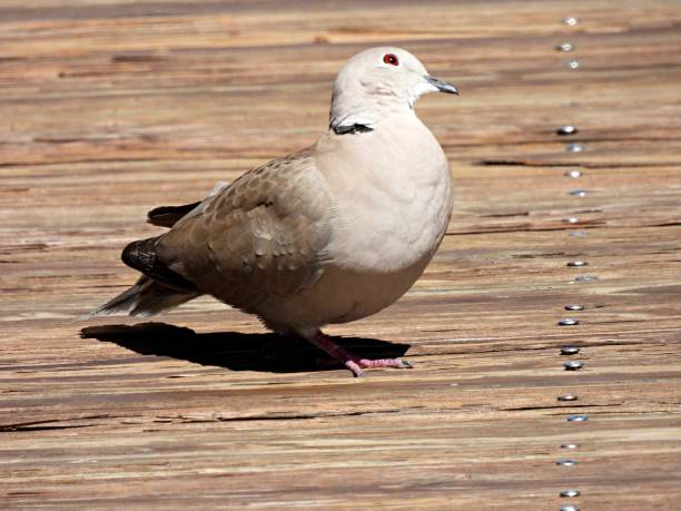 Eurasian Collared Dove - profile