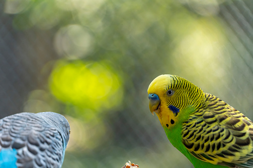 Beautiful tropical Macaw, bird in paradise