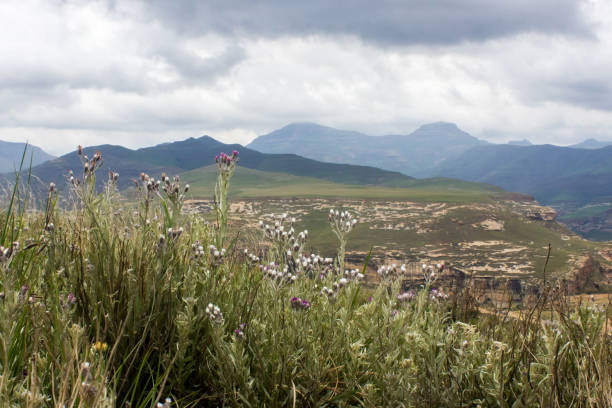 istock Wildflowers, with mountains and storm clouds in the background 1421947276