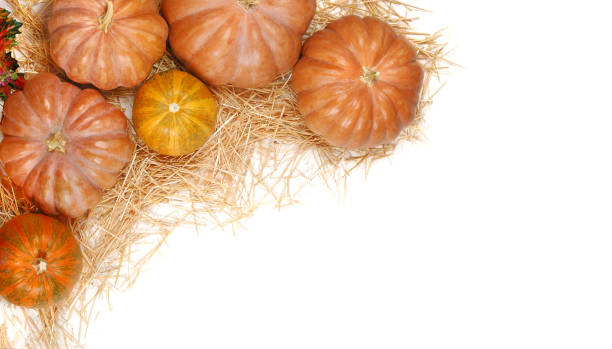 istock Pumpkins laying on straw isolated on white background with a copy space area 1421948051