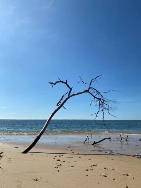 istock Dead tree at the beach of Phuket, Thailand. 1421948488