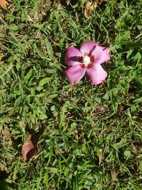 istock Violet Hibiscus Flower 1421950037