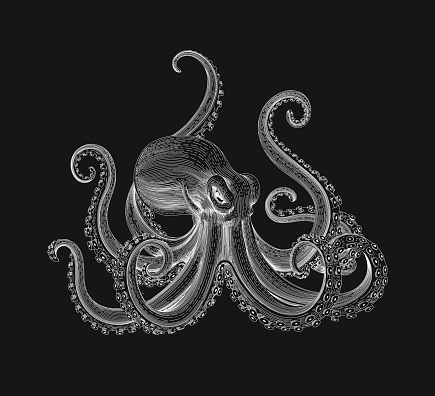 Vintage white octopus on black background. Hand drawn squid engraved ocean animal.