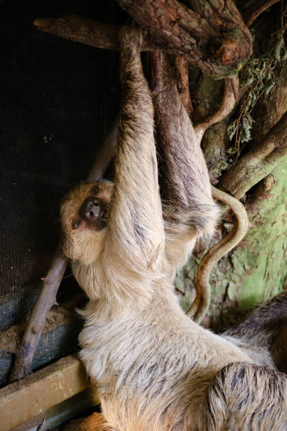 istock Close-up of a three-toed sloth 1421950580