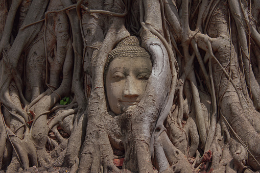 The photograph of a Buddha head entwined within the roots of a tree is one of the most recognisable images from Ayutthaya Thailand