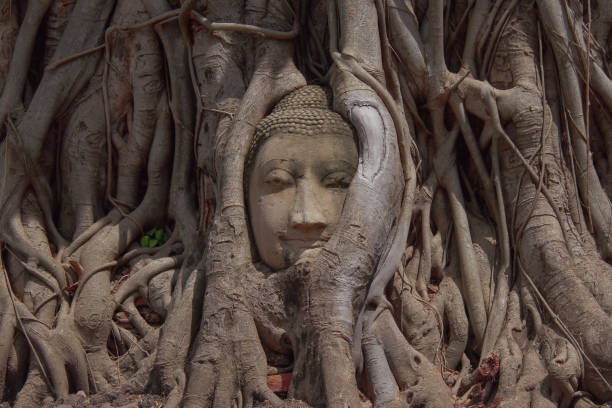 Buddha head in the roots Wat Mahathat Ayutthaya The photograph of a Buddha head entwined within the roots of a tree is one of the most recognisable images from Ayutthaya Thailand buddha image stock pictures, royalty-free photos & images