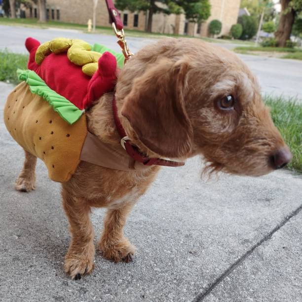 hot dogs! - wearing hot dog costume stock-fotos und bilder