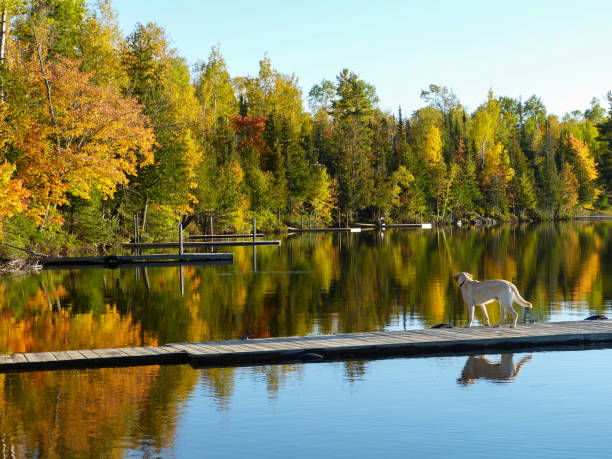 golden retriever mit herbstfarben auf dock - golden retriever dog autumn leaf stock-fotos und bilder