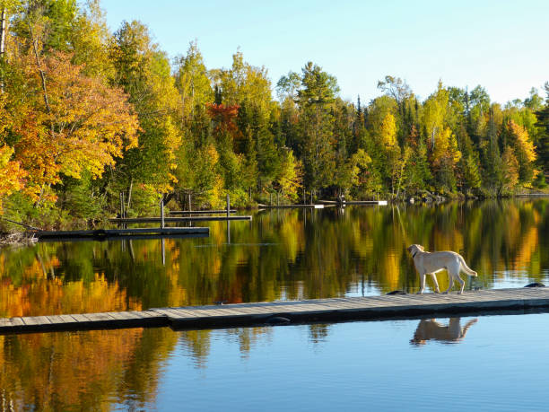 golden retriever en muelle con colores de otoño - golden retriever dog autumn leaf fotografías e imágenes de stock