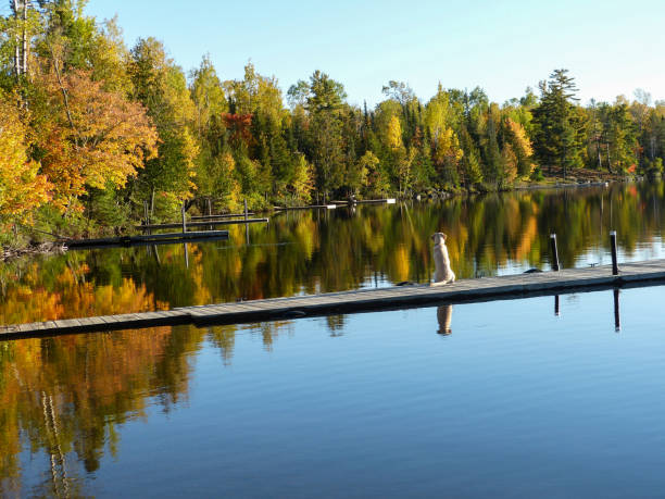 istock Golden Retriever in the fall with leaves reflecting on water 1421956052