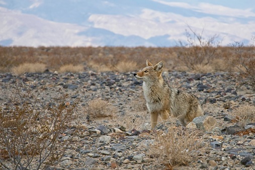 Alert coyote scouting desert valley floor in Death Valley National Park. Brightly lit mountain range loom on horizon