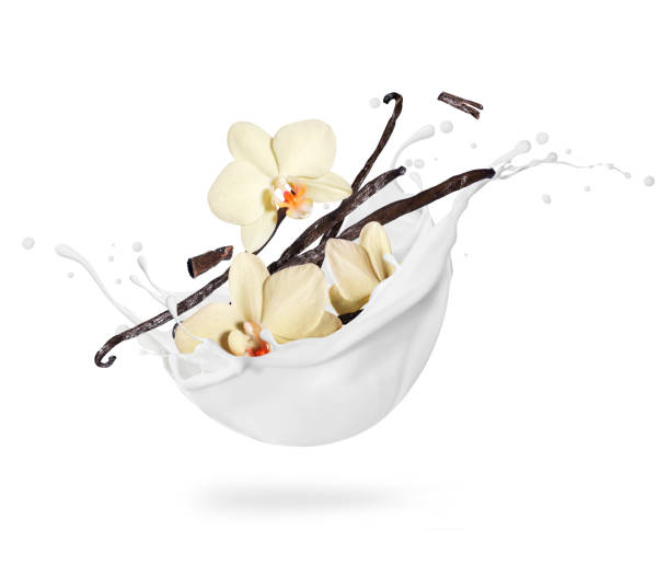 Dried vanilla sticks with flower in milk splashes on a white background