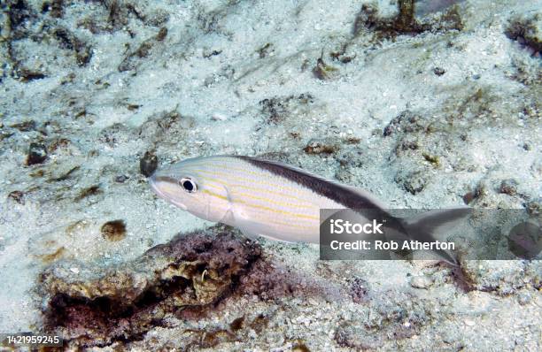 A Cottonwick Grunt In Cozumel Mexico Stock Photo - Download Image Now