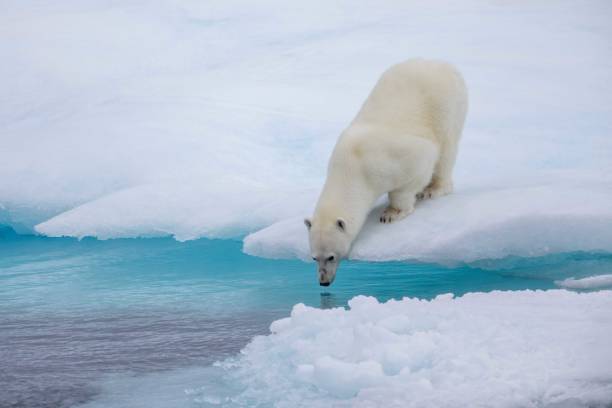 istock Polar bear smelling for seals on ice floe 1421961169