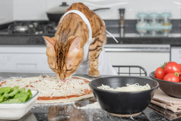 istock A cat dressed as a chef prepares pizza in the kitchen. 1421961452