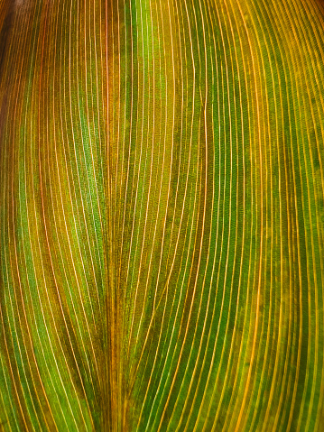 Macro close up depicting the colorful striped pattern of veins on a leaf back lit by the sun.