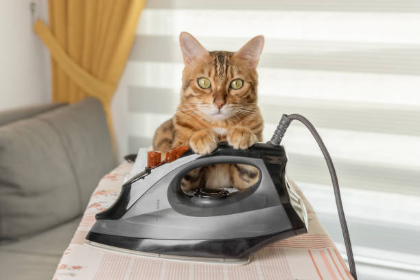 bengal cat holding an iron with its paws. - domestic cat towel pets animal imagens e fotografias de stock
