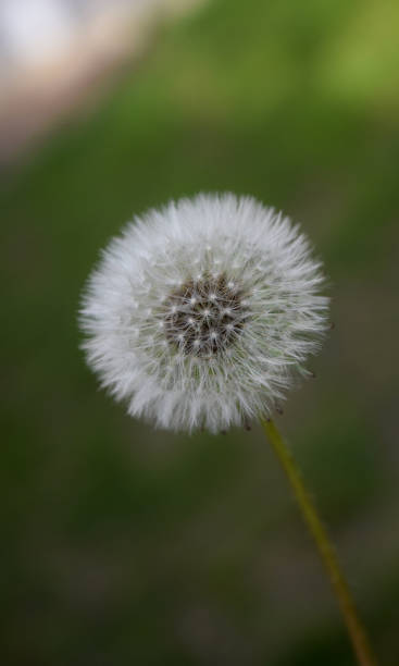 istock White seeds of a dandelion 1421962764