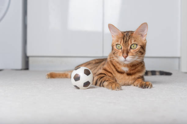 istock Bengal cat plays with a ball on the floor. 1421962838